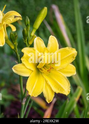 'Green Flutter' Daylily, Daglilja (Hemerocallis) Stockfoto