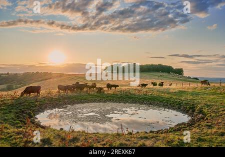 Rinder trinken in einem traditionellen Tauteich in der Abendsonne auf den South Downs Stockfoto