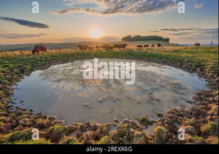 Rinder trinken in einem traditionellen Tauteich in der Abendsonne auf den South Downs Stockfoto