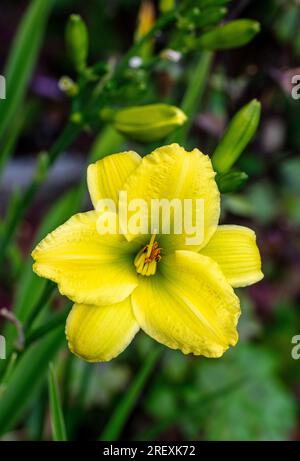 'Green Flutter' Daylily, Daglilja (Hemerocallis) Stockfoto