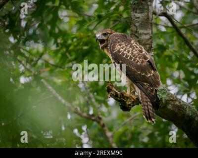 Rotschwanzfalke (Buteo jamaicensis), hoch oben auf einer Eiche in einem Wald in Tennessee Stockfoto