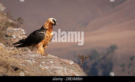 Bärtige Geier, die am Rand einer Klippe stehen Stockfoto