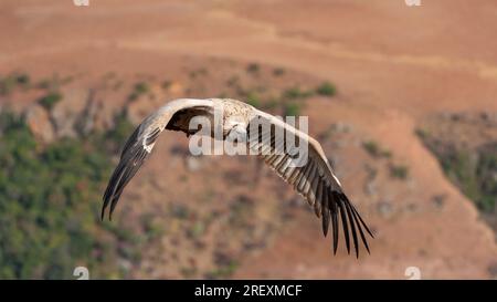 Kapgeier / Kapgriffon in den hohen Bergen Stockfoto