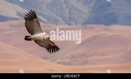 Kapgeier / Kapgriffon in den hohen Bergen Stockfoto