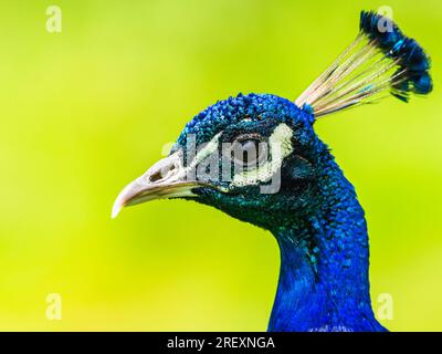 Porträt des männlichen Indianers Peafowl, Pavo cristatus Stockfoto