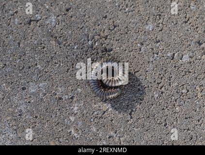 Ein schwarzer Millipede, in eine Spirale auf einem Steinhintergrund gekrümmt. Nahaufnahme Stockfoto