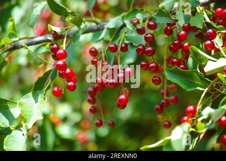 Rote Beeren von Prunus padus (Vogelkirsche, Hackbeere, Hagbeere oder Mayday-Baum) auf Baumzweigen. Sommerzeit Stockfoto