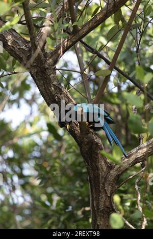 Blick auf Yucatan jay Bird in Mexiko Stockfoto