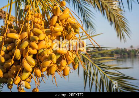 Panoramablick über den nil bis zum westufer von luxor mit Reifedaten im Vordergrund, die am Baum hängen Stockfoto