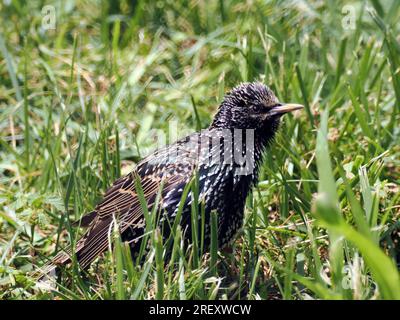 Stern, Etourneau sansonnet, Sturnus vulgaris, Seregély, Ungarn, Magyarország, Europa Stockfoto