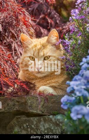 Eine niedliche, rothaarige Katze, die inmitten von Blumen und Ahornblättern auf einer steinigen Stufe im Garten steht und merkwürdig aussieht Stockfoto