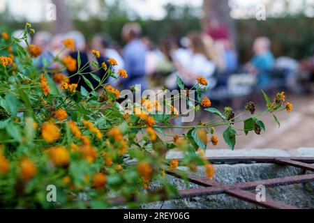 Anna Andreu in Konzert, La Lluna en Vers Festival, Binissalem, Mallorca, Balearen, Spanien Stockfoto