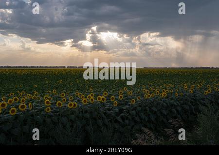 Sonnenblumenfelder in der Nähe von Primorskye, 8km km von der Frontlinie entfernt. Trotz der derzeit andauernden ukrainischen Gegenoffensive in der Region Zaporischzhya und der Gefahr eines Terroranschlags auf das Kernkraftwerk ist das tägliche Leben in der Region Zaporischzhien noch nicht vorbei. Die Straßen der Stadt sind an warmen Abenden mit Spaziergängern gefüllt, während die Sonnenblumen in den Außenbereichen blühen und die erste Ernte begonnen hat. Die intensivierte Kriegsführung lässt jedoch nicht nach - die intensiven Bombenangriffe nehmen fast täglich das Leben von Menschen in Anspruch, die zusätzlich unter Wassermangel leiden, nachdem der Nova Kakhovka-Damm pleite war Stockfoto