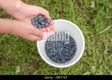 Reife Blaubeeren aus nächster Nähe bei der Ernte. Frauenhände werfen Beeren in einen weißen Eimer. Ansicht von oben Stockfoto