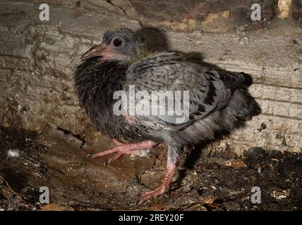 Feral Pigeon Squab oder Chick, Columba livia, London, Vereinigtes Königreich Stockfoto