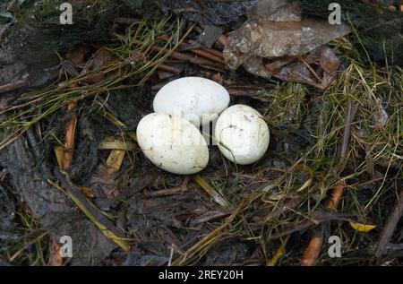 Nest des Großen Kammgrabes mit drei Eiern, Podiceps cristatus, Britische Inseln Stockfoto