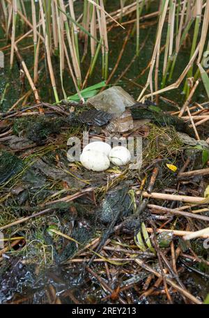 Nest des Großen Kammgrabes mit drei Eiern, Podiceps cristatus, Britische Inseln Stockfoto