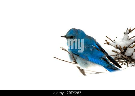 Der Blaue Vogel, hoch oben auf einem Ast im Schnee. Stockfoto