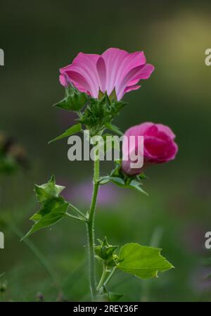 Sommerschattierungen im Garten 6.08.2023 Bialystok Polen. Schönheit der Natur auf grünem Hintergrund. Stockfoto