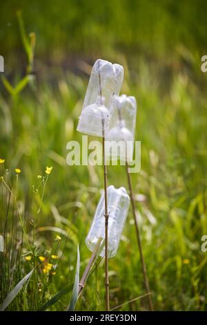 Newt-Fallen im Wald Stockfoto