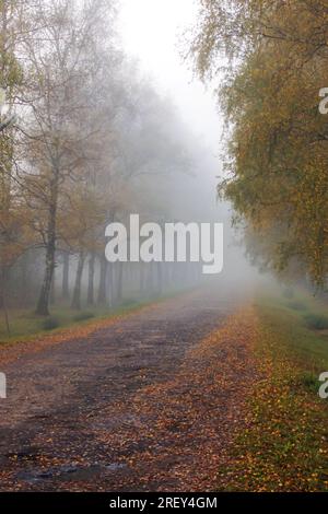 Straße und gelbe Herbstbäume im Nebel Stockfoto