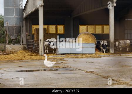 Kälber in einem überdachten Bauernhof hinter einem Zaun auf einem Milchbetrieb. Vor der Koppel rollt er mit Stroh und eine Gans geht spazieren. Stockfoto