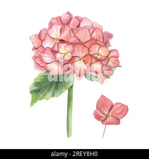 Klassischer Blütenhortenzweig. Komposition in den Herbsttrendy-Farben. Aquarelldarstellung isoliert auf weißem Hintergrund. Perfekt für die Hochzeit Stockfoto