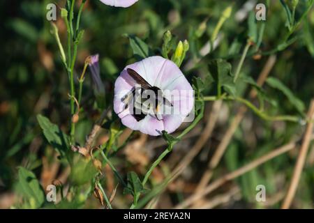 Eine große schwarze und gelbe Bumblebee, die eine rosa Butterblüte bestäubt, während sie Pollen aus der Blume an einem sonnigen Sommermorgen sammelt. Stockfoto