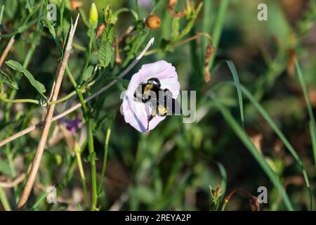 Eine große schwarze und gelbe Bumblebee, die eine rosa Butterblüte bestäubt, während sie Pollen aus der Blume an einem sonnigen Sommermorgen sammelt. Stockfoto