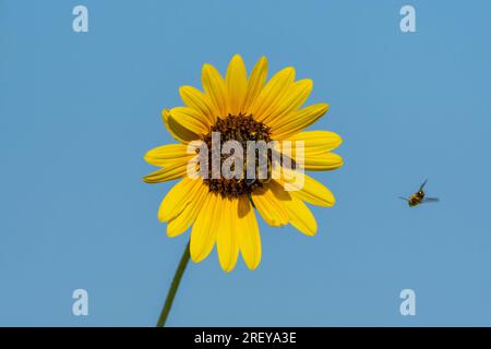 Eine Carpenter-Biene, deren Körper und Beine mit gelben Pollen bedeckt sind, während sie eine große Sonnenblume bestäubt, die an einem sonnigen Sommermorgen blüht. Stockfoto