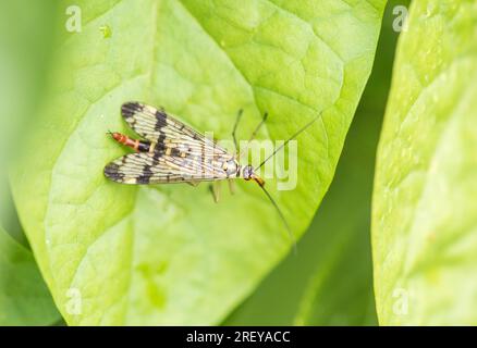 Eine hoch sitzende Skorpion-Fliege (Panorpa sp.) Stockfoto