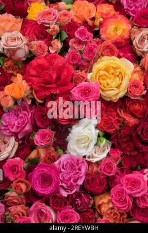 Rosafarbener Hintergrund. Farbenfrohe Blumen Wandhintergrund mit fantastischen Rosen. Blühende Rosen festlicher Hintergrund, Blumenkarte mit Blumenstrauß. Frische, wunderschöne Rosen Stockfoto