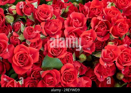 Blühende rote Rosen festlicher Hintergrund, Blumenkarte mit Blumenstrauß. Rote Blumen Wandhintergrund mit atemberaubenden Rosen. Schöne Rosenblumen, Draufsicht, flach liegend Stockfoto