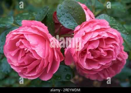 Zwei schöne rosa Rosen mit Regentropfen. Stockfoto