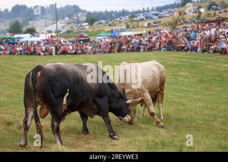 Stierkampf ohne Blut, bosnische Korrida, der seine eigene Geschichte von sieben Jahrzehnten hat und viele Besucher in Cevljanovici, Bosnien und Hisabeth am 30 anzieht. Juli 2023. Foto: Armin Durgut/PIXSELL Credit: Pixsell/Alamy Live News Stockfoto