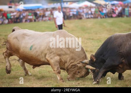 Stierkampf ohne Blut, bosnische Korrida, der seine eigene Geschichte von sieben Jahrzehnten hat und viele Besucher in Cevljanovici, Bosnien und Hisabeth am 30 anzieht. Juli 2023. Foto: Armin Durgut/PIXSELL Credit: Pixsell/Alamy Live News Stockfoto