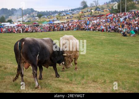 Stierkampf ohne Blut, bosnische Korrida, der seine eigene Geschichte von sieben Jahrzehnten hat und viele Besucher in Cevljanovici, Bosnien und Hisabeth am 30 anzieht. Juli 2023. Foto: Armin Durgut/PIXSELL Credit: Pixsell/Alamy Live News Stockfoto