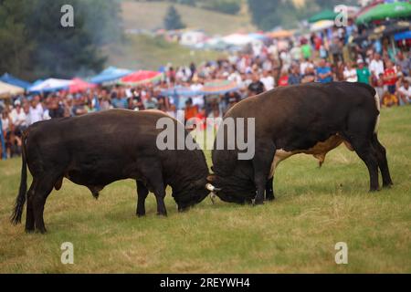 Stierkampf ohne Blut, bosnische Korrida, der seine eigene Geschichte von sieben Jahrzehnten hat und viele Besucher in Cevljanovici, Bosnien und Hisabeth am 30 anzieht. Juli 2023. Foto: Armin Durgut/PIXSELL Credit: Pixsell/Alamy Live News Stockfoto