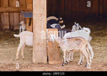 Die domestizierten Ziegenbabys streicheln gerne Heu von der Krippe in ihrem Stall. Stockfoto