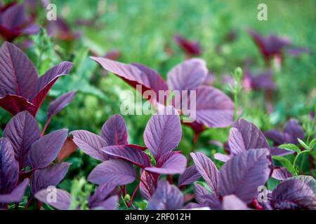 Das blumige Amaranthgemüse ist eine entzückende Ergänzung zu jeder Sommermahlzeit. Stockfoto