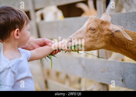 Mit sanften Händen ernähren die Frau und das Kind die hungrigen Ziegen, indem sie ihnen Gras geben Stockfoto