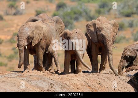 Junge afrikanische Elefanten (Loxodonta africana), die im Schlamm spielen, Addo Elephant National Park, Südafrika Stockfoto