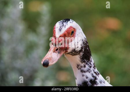 Nahaufnahme einer weißen, roten und schwarzen moschusente. Stockfoto