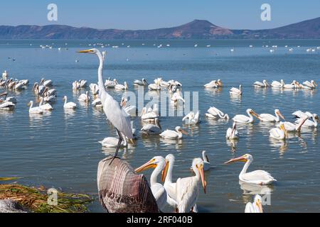 Großer weißer Reiher oder ardea alba hoch über Pelikanen am See chapala im Petatan michoacan mexico Stockfoto