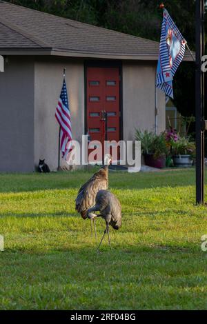 Sand Hill Cranes in einem Wohnhinterhof im Zentrum von Florida Stockfoto