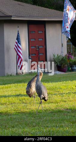 Sand Hill Cranes in einem Wohnhinterhof im Zentrum von Florida Stockfoto