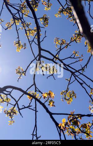 Das erste Laub auf einer Walnuss blüht mit langen Blumen, sonniges klares Wetter in einem Obstgarten mit blühenden Walnüssen Stockfoto