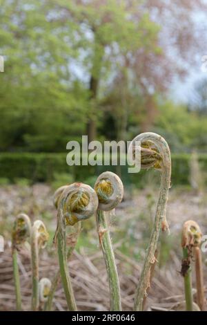Osmunda regalis - Royal Fern. Schließen Stockfoto