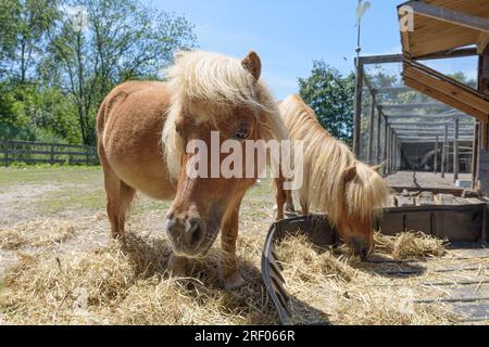 Zwei braune Ponys im Essensprozess. Nahaufnahme, Sommerporträt Stockfoto