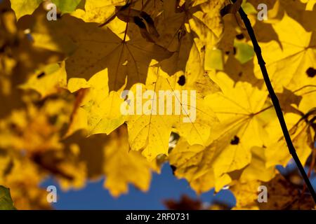 Ahornblätter, die im Herbst ihre Farbe geändert haben, trocknen Ahornblätter im Herbst Stockfoto
